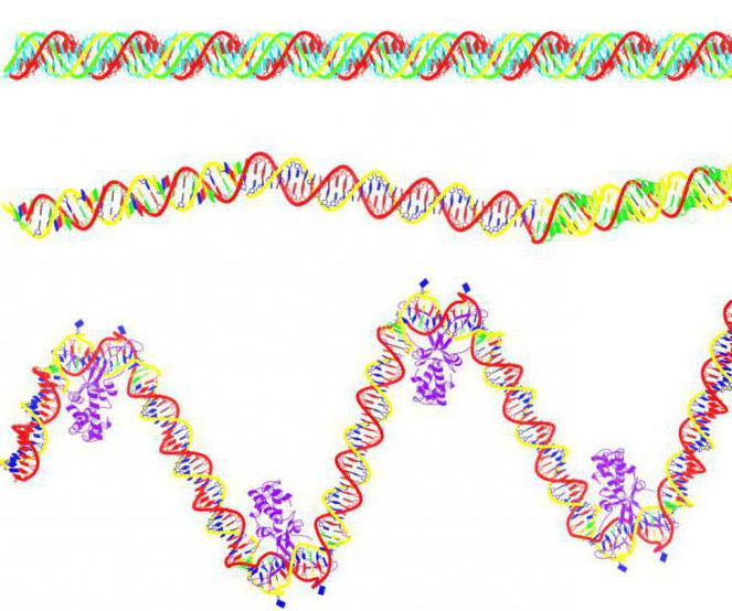 rozdiel medzi DNA a RNA