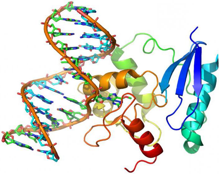 rozdiel molekúl DNA z RNA