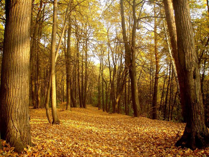 Feli Park obrázky