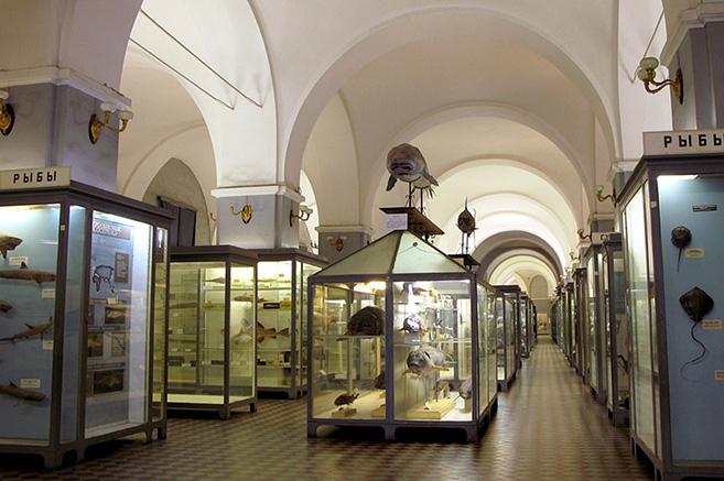 Zoologické múzeum v Petrohrade