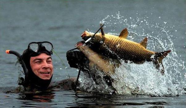 Ako urobiť kuše na spearfishing?