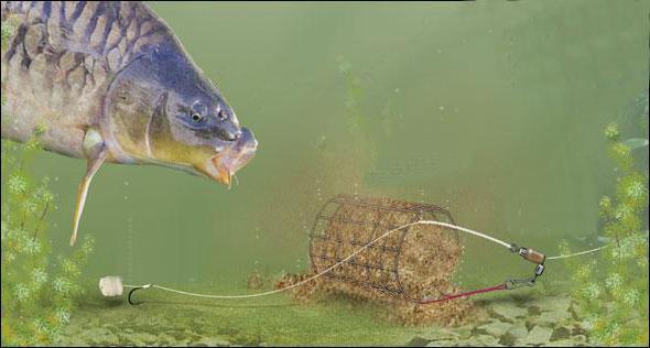 spinning crocodile obrázky 