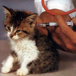očkovanie proti besnote
