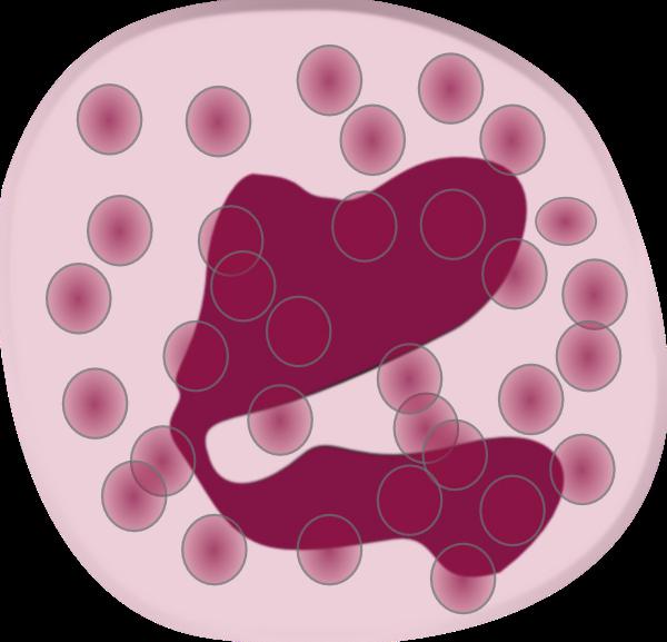 Aké sú dôkazy zvýšených eozinofilov u detí v krvi?