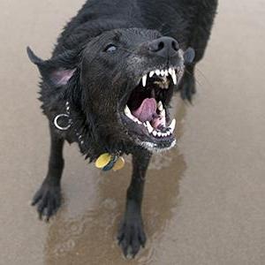 Odkiaľ pochádzajú zúriví psi a ako vyzerajú?