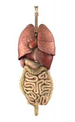 Umiestnenie vnútorných orgánov osoby
